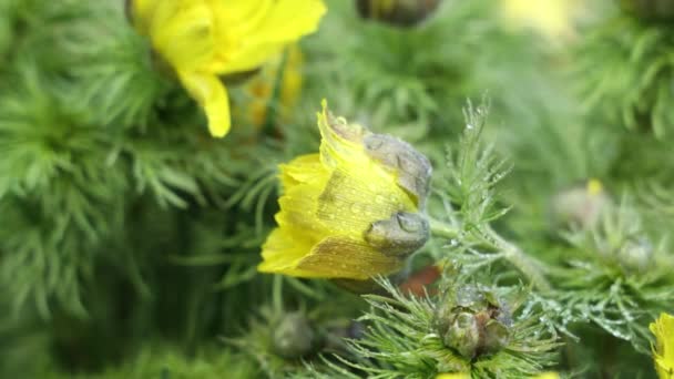 떨어지는 아름다운 꽃들이 가까이 가벼운 들판의 Adonis Vernalis Peasants Eye — 비디오