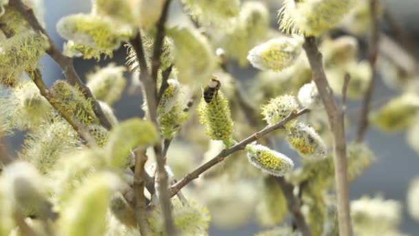 在柳树枝叶的花丛中抱着蜜蜂 阳光灿烂的日子 田野浅浅的低洼地 — 图库视频影像