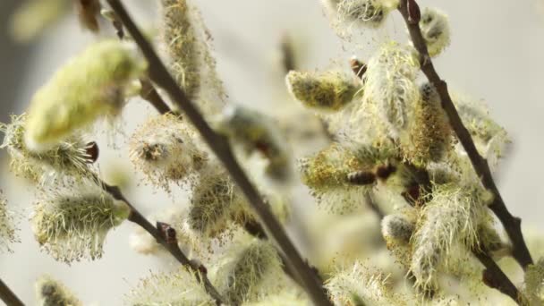 Acurrucar Abejas Flores Ramas Sauce Día Soleado Departamento Poco Profundo — Vídeos de Stock