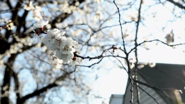 Close Shot Springtime Apricot Tree Blossoms Swaying Wind Blue Sky — Stock Video