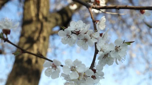 Close Shot Springtime Apricot Tree Blossoms Swaying Wind Blue Sky — Stock Video