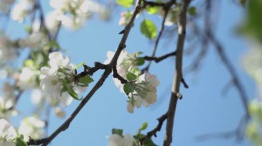 Elma dalında bahar elması çiçekleri bahçede çiçek açar. Mavi gökyüzünün arka planında çiçek açan elma ağacı.
