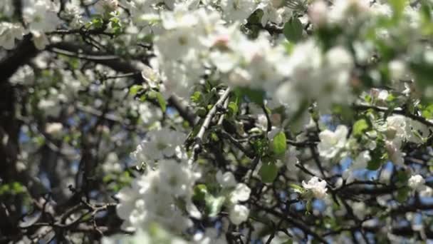 Lente Appelbloemen Appeltakken Bloeien Tuin Honingbijen Verzamelen Stuifmeel Van Een — Stockvideo