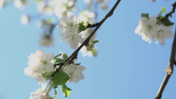 Fiori Mele Primaverili Sui Rami Mela Sbocciano Nel Giardino Primavera — Video Stock