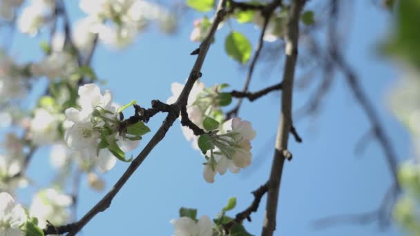 Des Fleurs Printanières Pommes Sur Des Pommiers Fleurissent Dans Jardin — Video