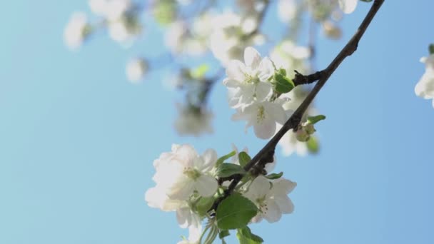 Lente Appelbloemen Appeltakken Bloeien Tuin Voorjaarsbloeiende Appelboom Een Achtergrond Van — Stockvideo