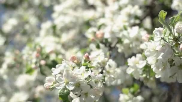 Pommier Fleuri Avec Des Branches Avec Ciel Bleu Sur Fond — Video