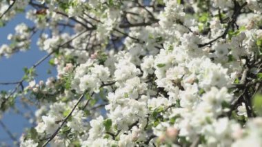 Arka planda mavi gökyüzü olan dalları olan çiçek elma ağacı. Elma ağacı çiçeği yaklaş. Güzel beyaz çiçekler. 4K