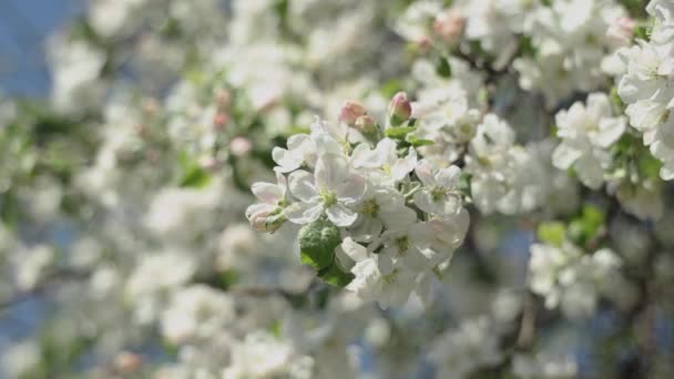 Blossom Appelboom Met Takken Met Blauwe Lucht Achtergrond Appelboom Bloem — Stockvideo