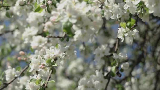 Melo Fiorito Con Rami Con Cielo Azzurro Sullo Sfondo Fiore — Video Stock