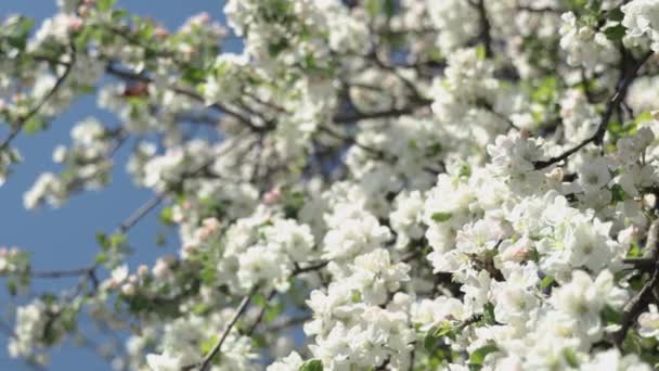 Blossom Apple Tree Branches Blue Sky Background Apple Tree Flower — Stock Video