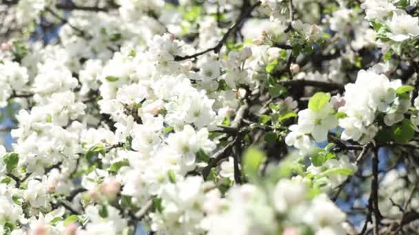 Flores Maçã Primavera Árvores Ramo Maçã Florescem Jardim Abelhas Mel — Vídeo de Stock