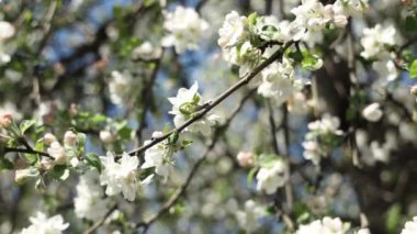 Elma dalında bahar elması çiçekleri bahçede çiçek açar. Bal arıları elma çiçeğinden polen topluyor..