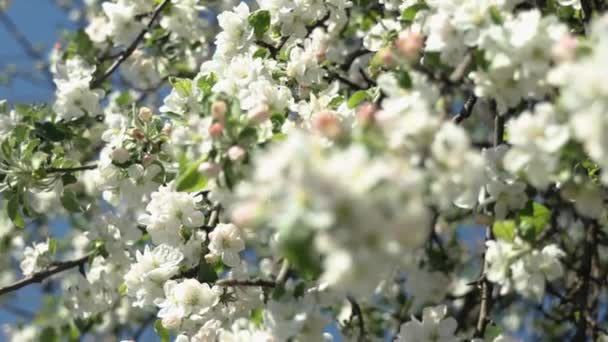 Flores Maçã Primavera Árvores Ramo Maçã Florescem Jardim Abelhas Mel — Vídeo de Stock