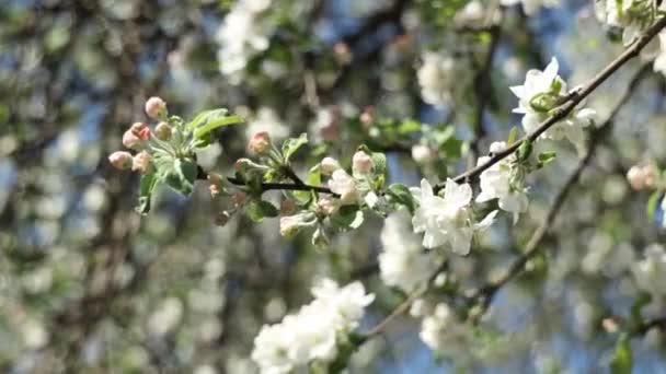 庭にはリンゴの枝に春のリンゴの花が咲きます リンゴの花から花粉を集めるミツバチ — ストック動画