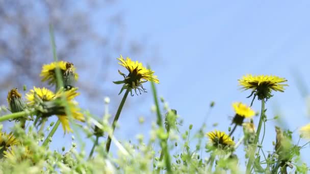 美丽的 阳光灿烂的 美丽的 美丽的 灿烂的 蓝色天空背景下的 黄色的蒲公英的 美丽的 美丽的 美丽的春光的草地 — 图库视频影像