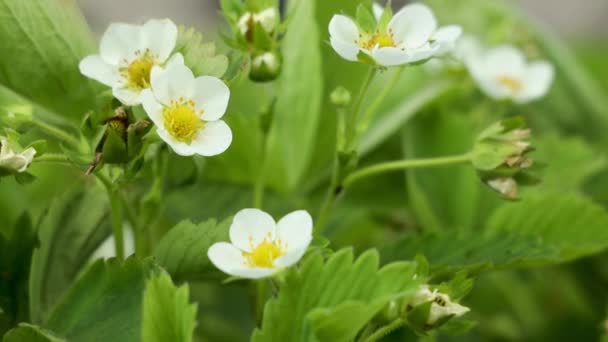 Kwiat Truskawki Zielone Liście Piękne Białe Kwiaty Kwitły Ogrodzie Słoneczna — Wideo stockowe