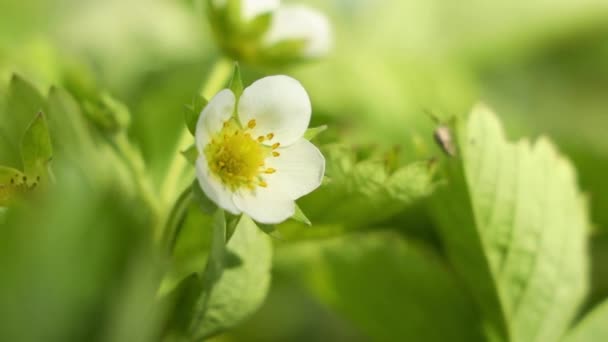 Erdbeerblüte Und Grüne Blätter Wunderschöne Weiße Blumen Blühten Garten Sonnige — Stockvideo