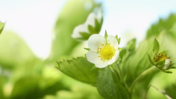 草莓在蓝天背景的花园里盛开 白色的花 黄色的中间 绿色的叶子 有机水果的春天和开花的概念 — 图库视频影像