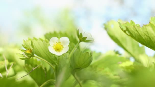 草莓在蓝天背景的花园里盛开 白色的花 黄色的中间 绿色的叶子 有机水果的春天和开花的概念 — 图库视频影像