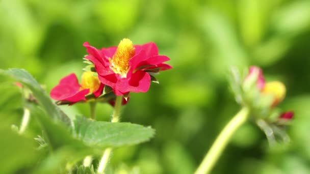 Flor Morango Folhas Verdes Belas Flores Rosa Rubi Floresceu Jardim — Vídeo de Stock