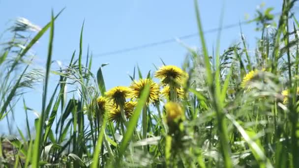 日当たりの良い青空の背景に明るい黄色のタンポポと美しい日当たりの良い開花風光明媚な春の牧草地 — ストック動画