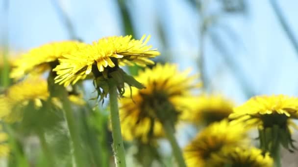 Schöne Sonnige Blühende Malerische Frühlingswiese Mit Leuchtend Gelben Löwenzahn Auf — Stockvideo