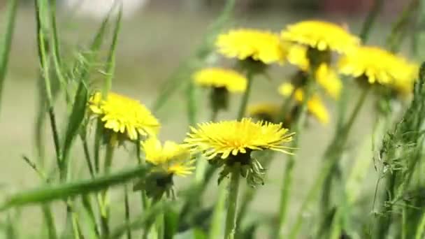 Schöne Sonnige Blühende Malerische Frühlingswiese Mit Leuchtend Gelben Löwenzahn Auf — Stockvideo