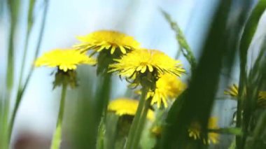 Güneşli, güneşli bahar çayırları güneşli mavi arka planda parlak sarı karahindibalar..