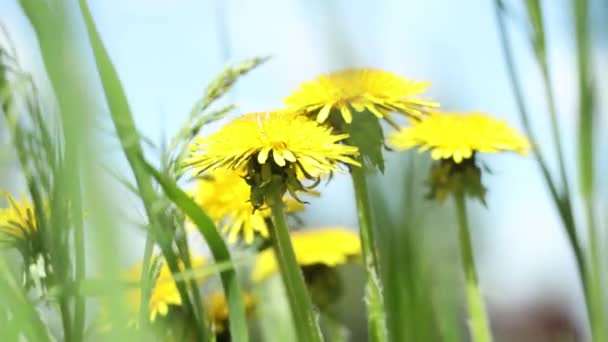 Schöne Sonnige Blühende Malerische Frühlingswiese Mit Leuchtend Gelben Löwenzahn Auf — Stockvideo