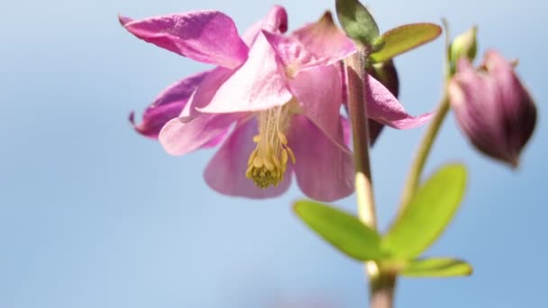 Las Tiernas Campanas Rosadas Aquilegia Florecen Clima Soleado Hermoso Fondo — Vídeos de Stock