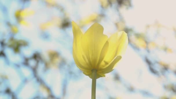 Jemný Žlutý Tulipán Jarní Zahradě Slunném Podsvícení Krásná Modrá Obloha — Stock video