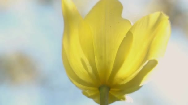 Tulipa Amarela Delicada Jardim Mola Backlight Ensolarado Céu Azul Bonito — Vídeo de Stock