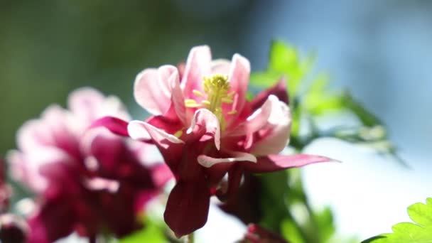 Tender Rosa Aquilegia Sinos Flores Sobre Tempo Ensolarado Fundo Bonito — Vídeo de Stock