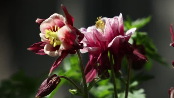 Tenero Rosa Aquilegia Campane Fiori Sul Tempo Soleggiato Bellissimo Sfondo — Video Stock