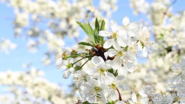 Весняний Фон Мистецтва Білим Вишневим Цвітінням Прекрасна Сцена Природи Квітучим — стокове відео