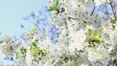 Beyaz kiraz çiçekli bahar arkaplan sanatı. Çiçek açan ağaç ve güneş ışığıyla güzel bir doğa sahnesi. Bulanık arkaplan. Sığ alan derinliği, kamera hareket ediyor.