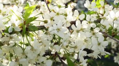 Beyaz kiraz çiçekli bahar arkaplan sanatı. Çiçek açan ağaç ve güneş ışığıyla güzel bir doğa sahnesi. Bulanık arkaplan. Sığ alan derinliği, kamera hareket ediyor.