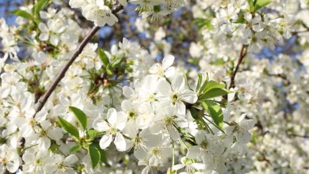 Весняний Фон Мистецтва Білим Вишневим Цвітінням Прекрасна Сцена Природи Квітучим — стокове відео
