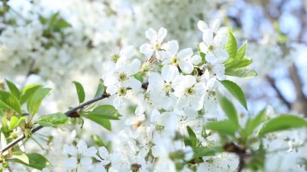 Primavera Arte Fondo Con Fiore Ciliegio Bianco Bella Scena Naturale — Video Stock