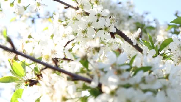 Primavera Arte Fondo Con Fiore Ciliegio Bianco Bella Scena Naturale — Video Stock