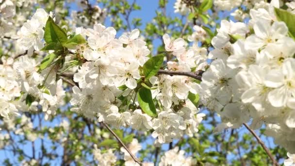 Primavera Arte Fondo Con Fiore Ciliegio Bianco Bella Scena Naturale — Video Stock