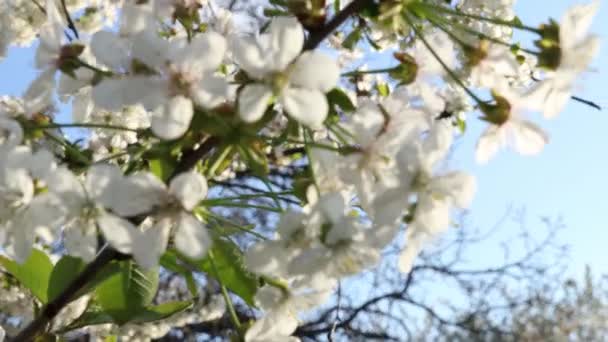 Jarní Pozadí Umění Bílými Třešňovými Květy Krásná Přírodní Scéna Kvetoucím — Stock video