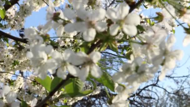 Beyaz Kiraz Çiçekli Bahar Arkaplan Sanatı Çiçek Açan Ağaç Güneş — Stok video