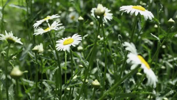 Pole Heřmánkových Květin Uzavírá Kapkami Vody Slunečními Erupcemi Daisy Květiny — Stock video