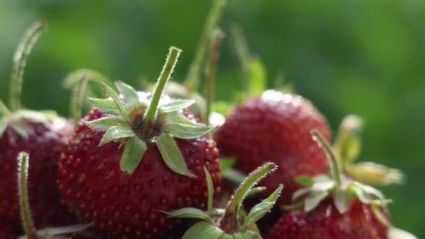 Fresas Orgánicas Reales Frescas Crudas Están Girando Movimiento Círculo Fondo — Vídeos de Stock