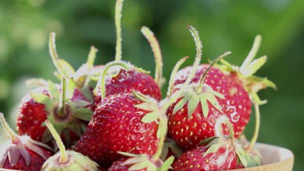 Fragole Biologiche Fresche Crude Muovono Cerchio Sullo Sfondo Del Giardino — Video Stock