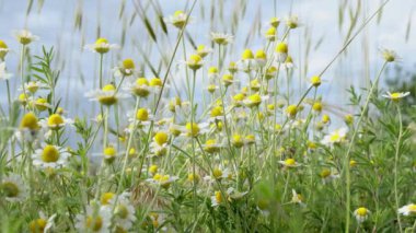 Papatya çiçeği tarlası mavi gökyüzünde parlayan güneş ışığıyla kapanır. Daisy yaz çiçekleri. Güneşin altında çiçek açan papatya çiçekli güzel bir doğa sahnesi. Papatya arkaplanı