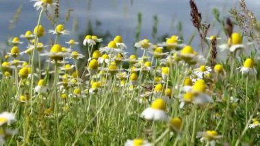 Papatya çiçeği tarlası, dramatik gökyüzünde parlayan güneş ışığıyla kapanır. Daisy yaz çiçekleri. Güneşin altında çiçek açan papatya çiçekli güzel bir doğa sahnesi. Papatya arkaplanı