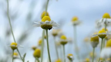 Papatya çiçeği tarlası mavi gökyüzünde parlayan güneş ışığıyla kapanır. Daisy yaz çiçekleri. Güneşin altında çiçek açan papatya çiçekli güzel bir doğa sahnesi. Papatya arkaplanı
